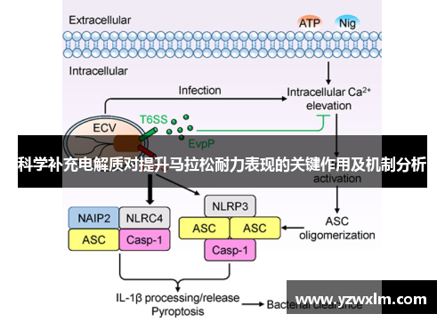 科学补充电解质对提升马拉松耐力表现的关键作用及机制分析